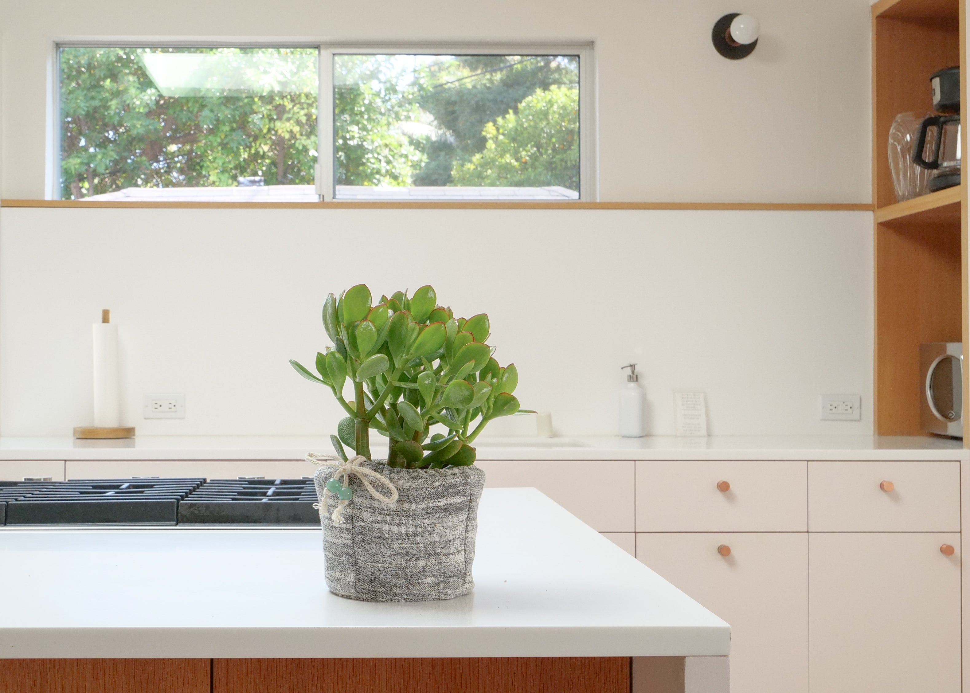 Jade Plant