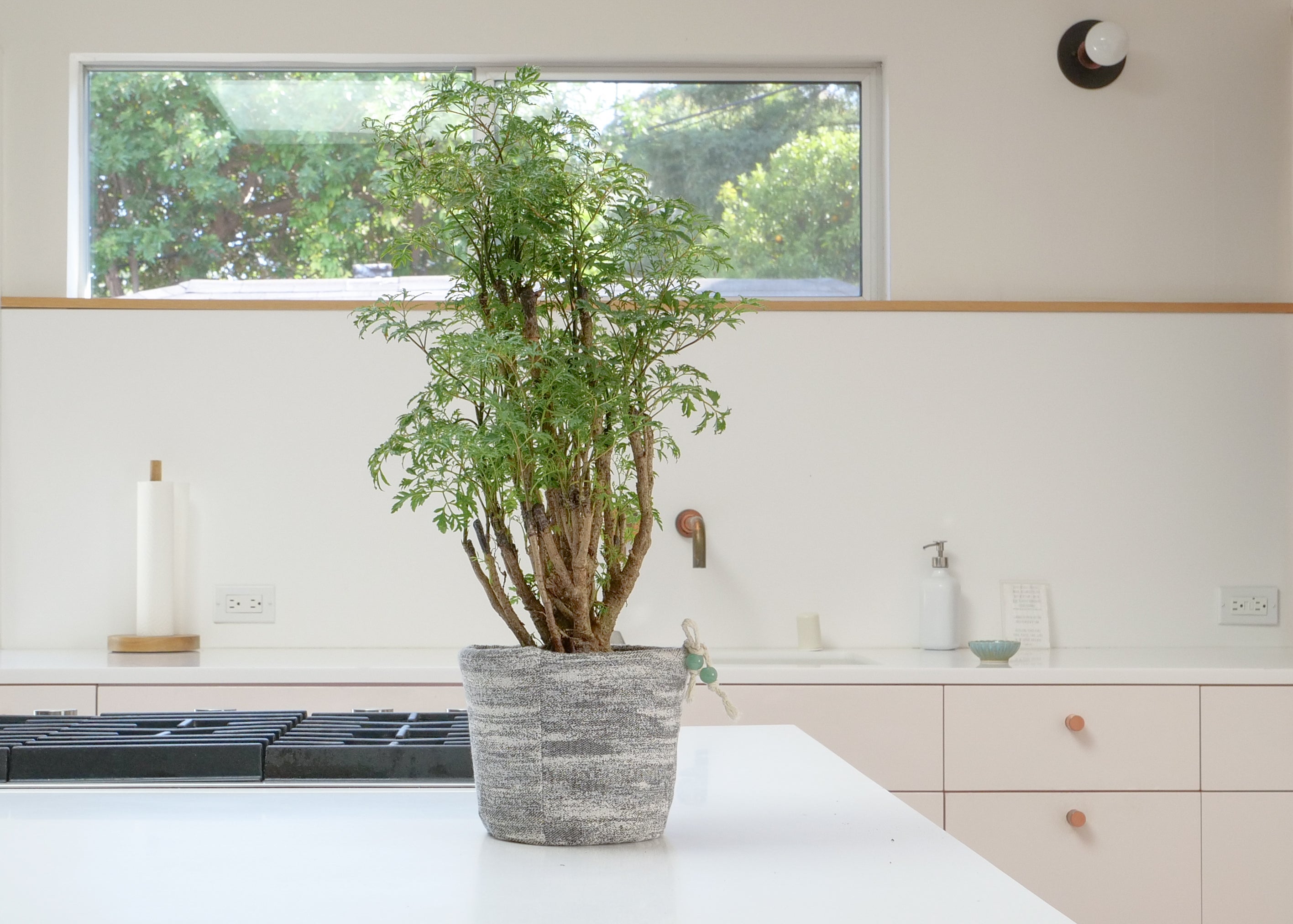 Aralia Ming