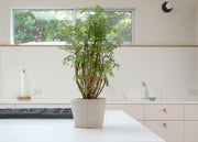 Aralia Ming