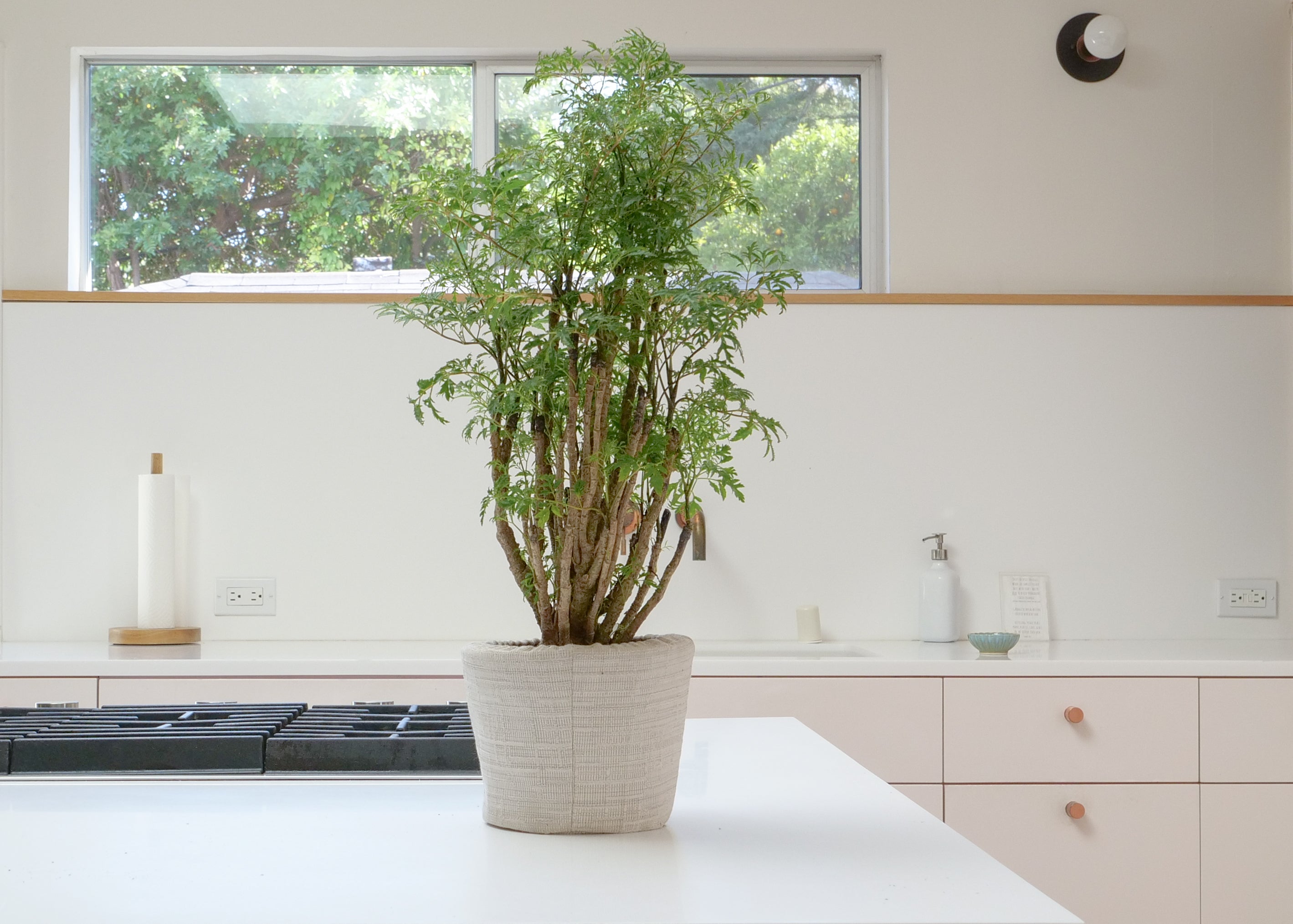 Aralia Ming