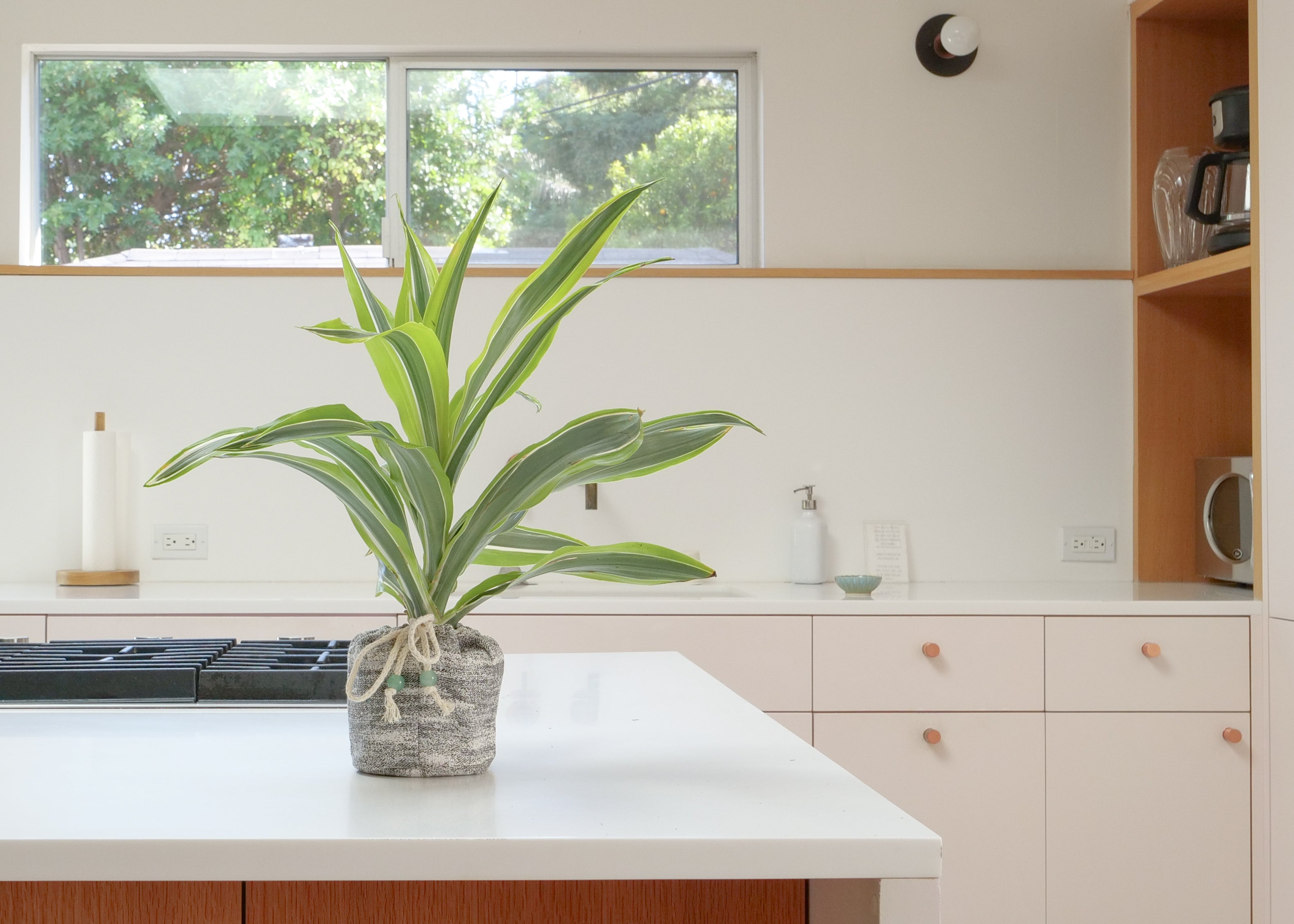 Dieffenbachia