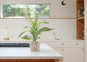 Dieffenbachia