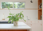 Blue Star Fern