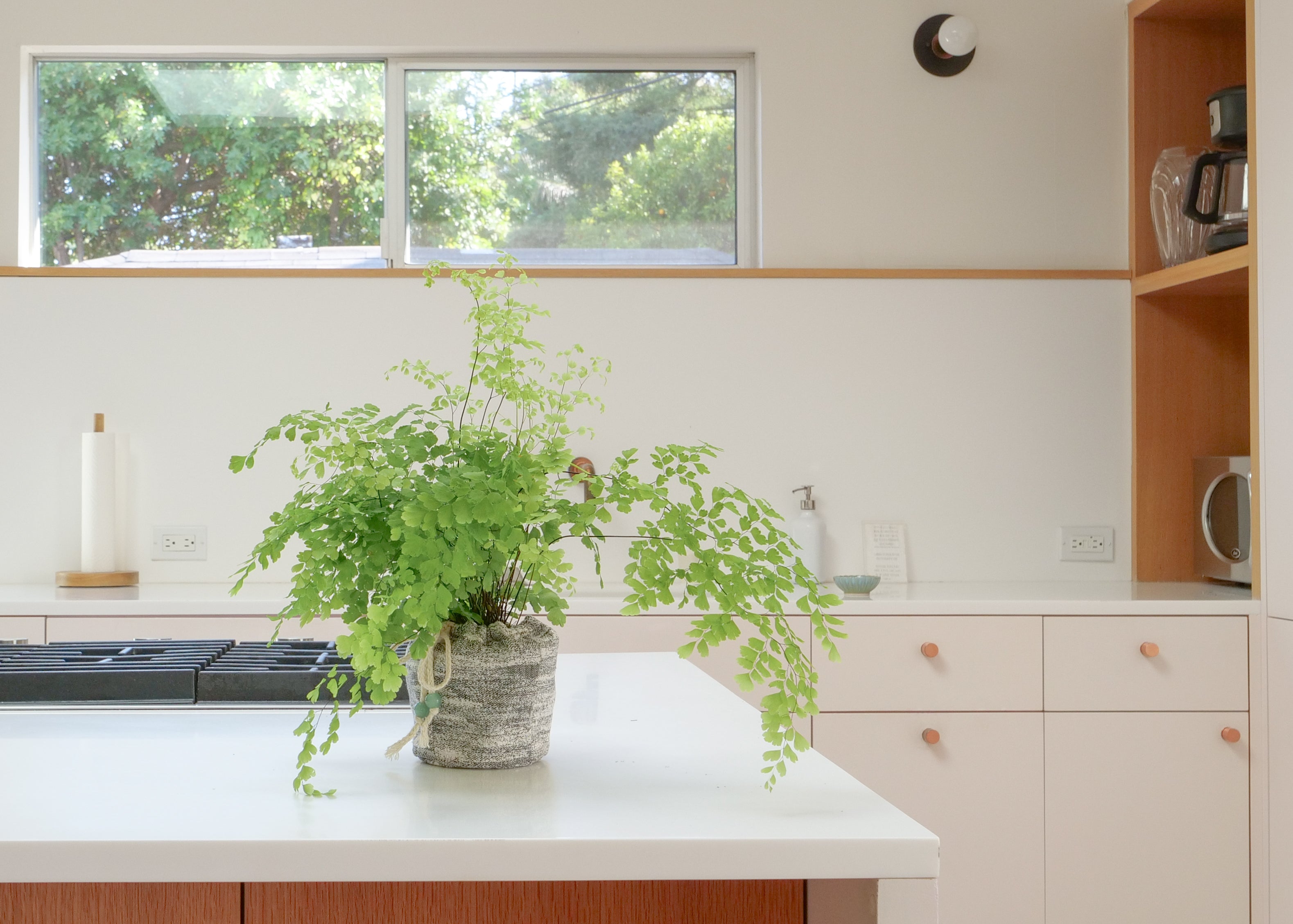 Maidenhair Fern