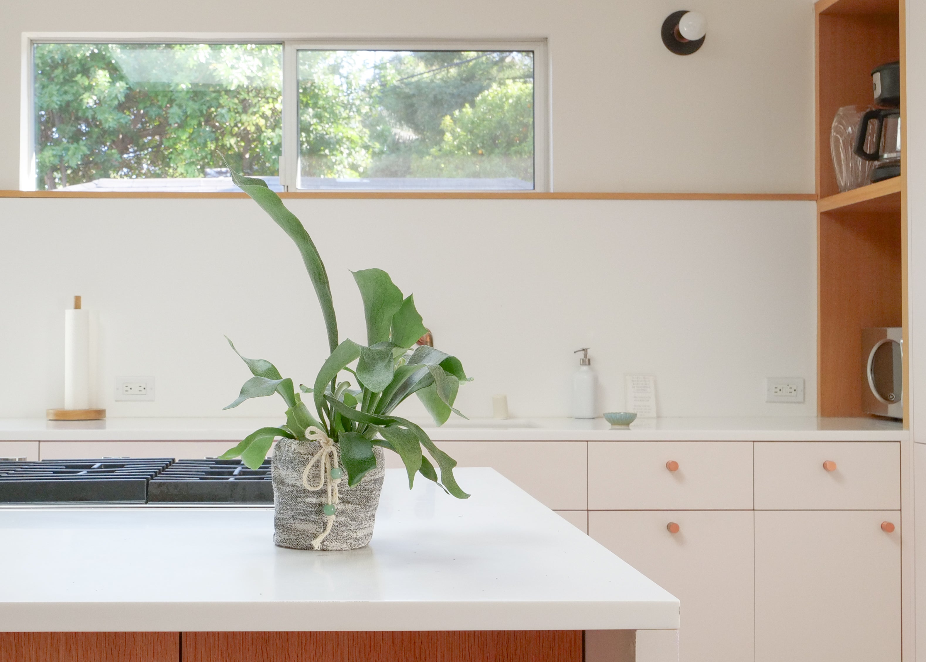 Staghorn Fern