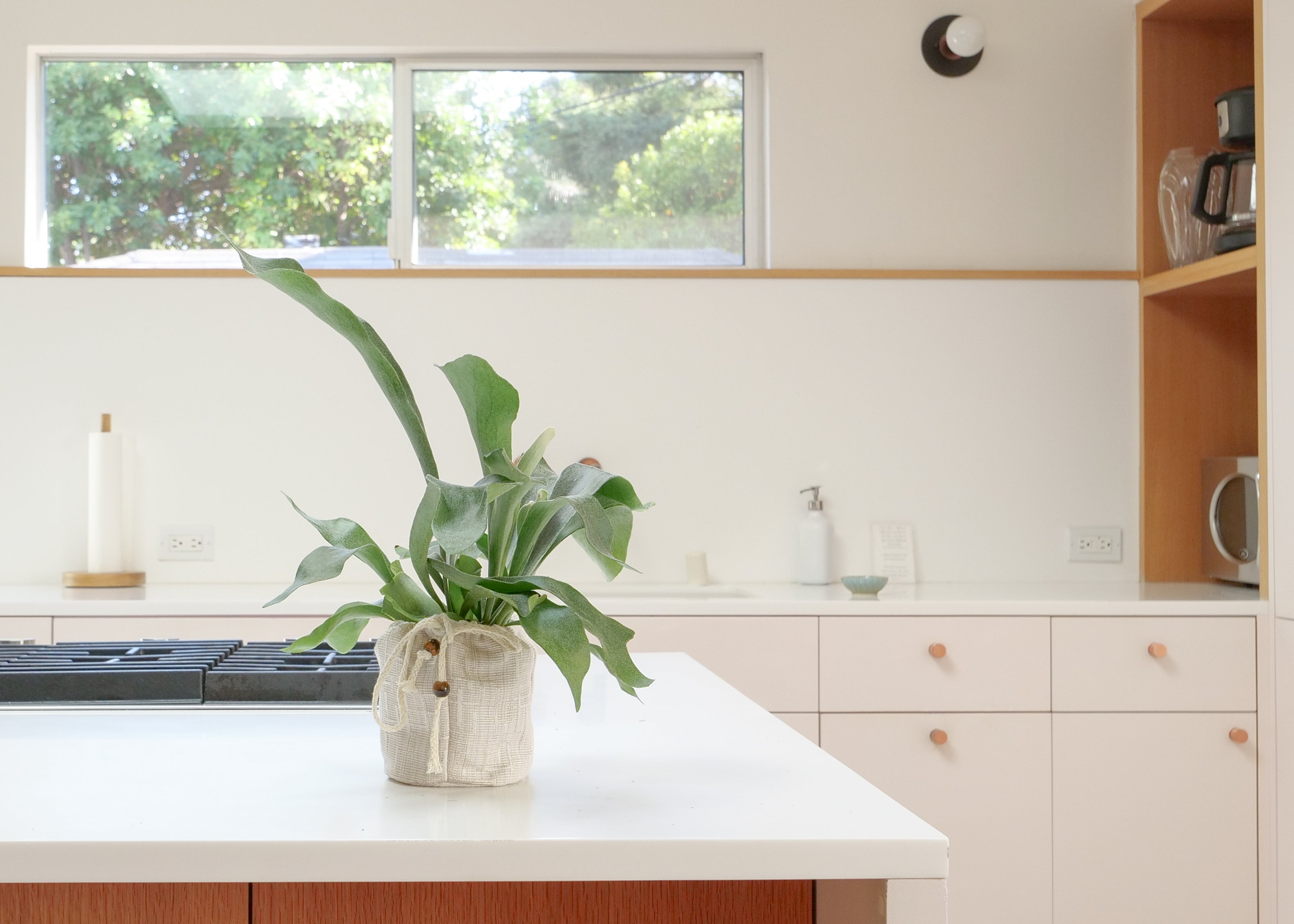 Staghorn Fern