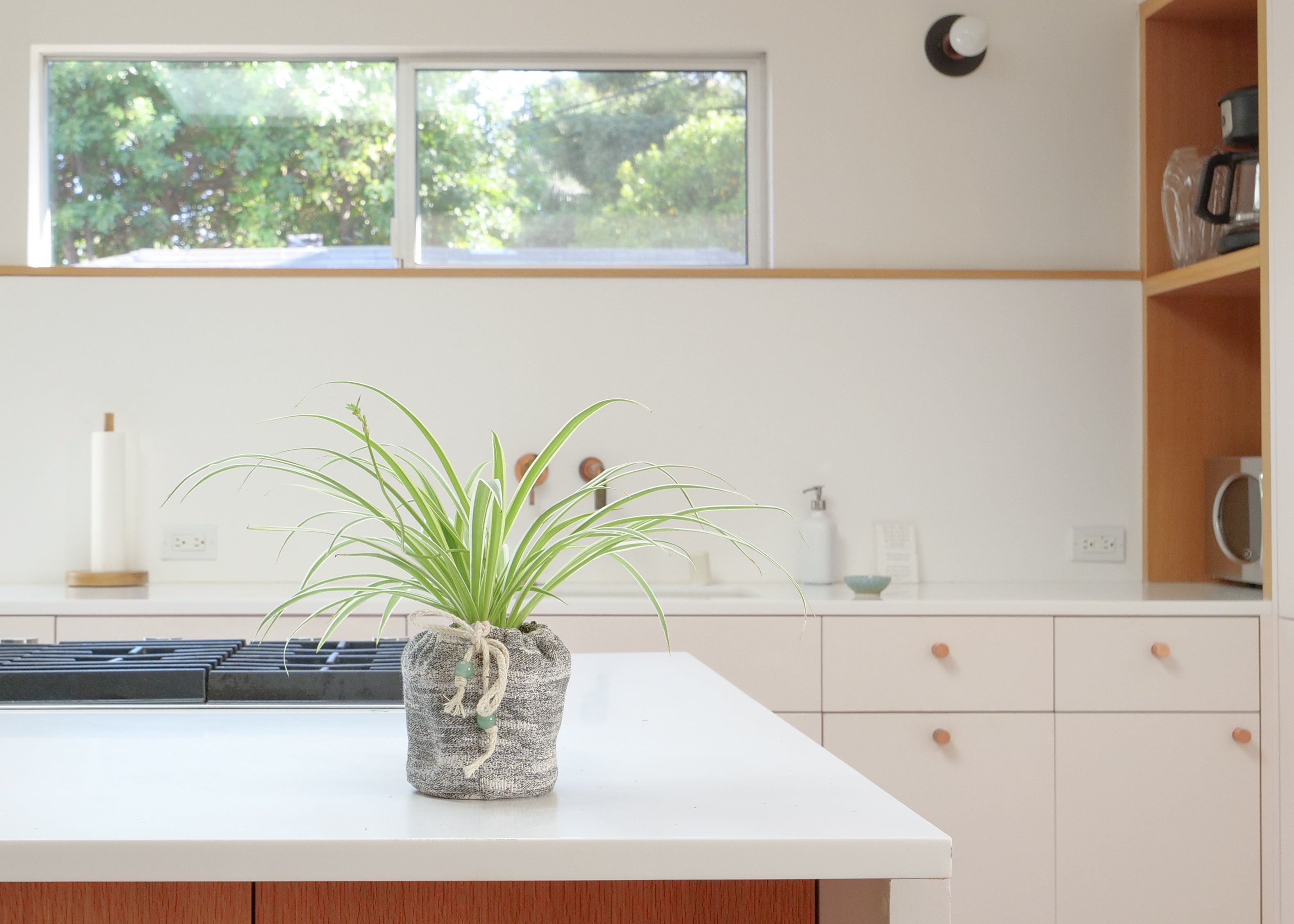 Spider Plant