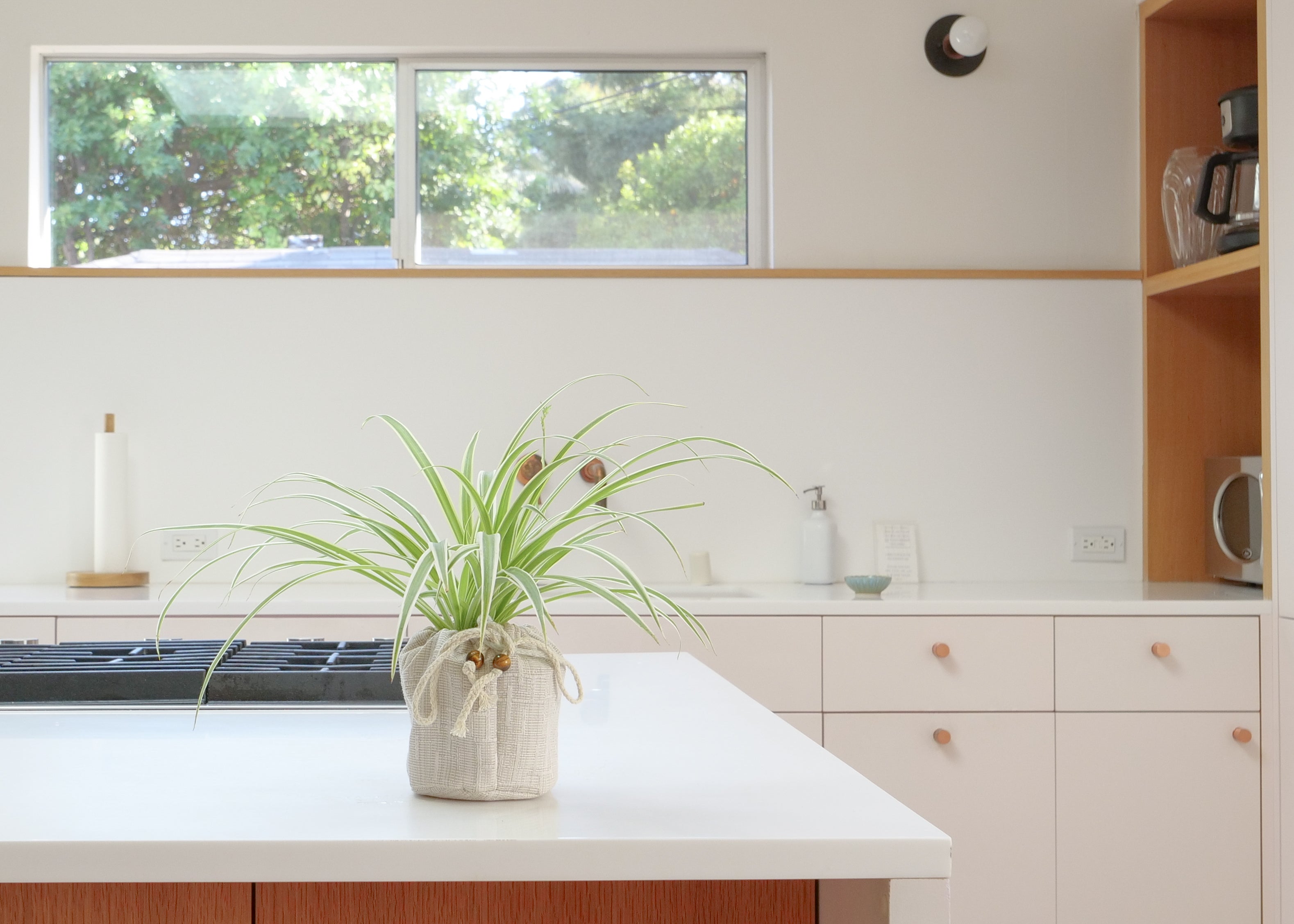 Spider Plant