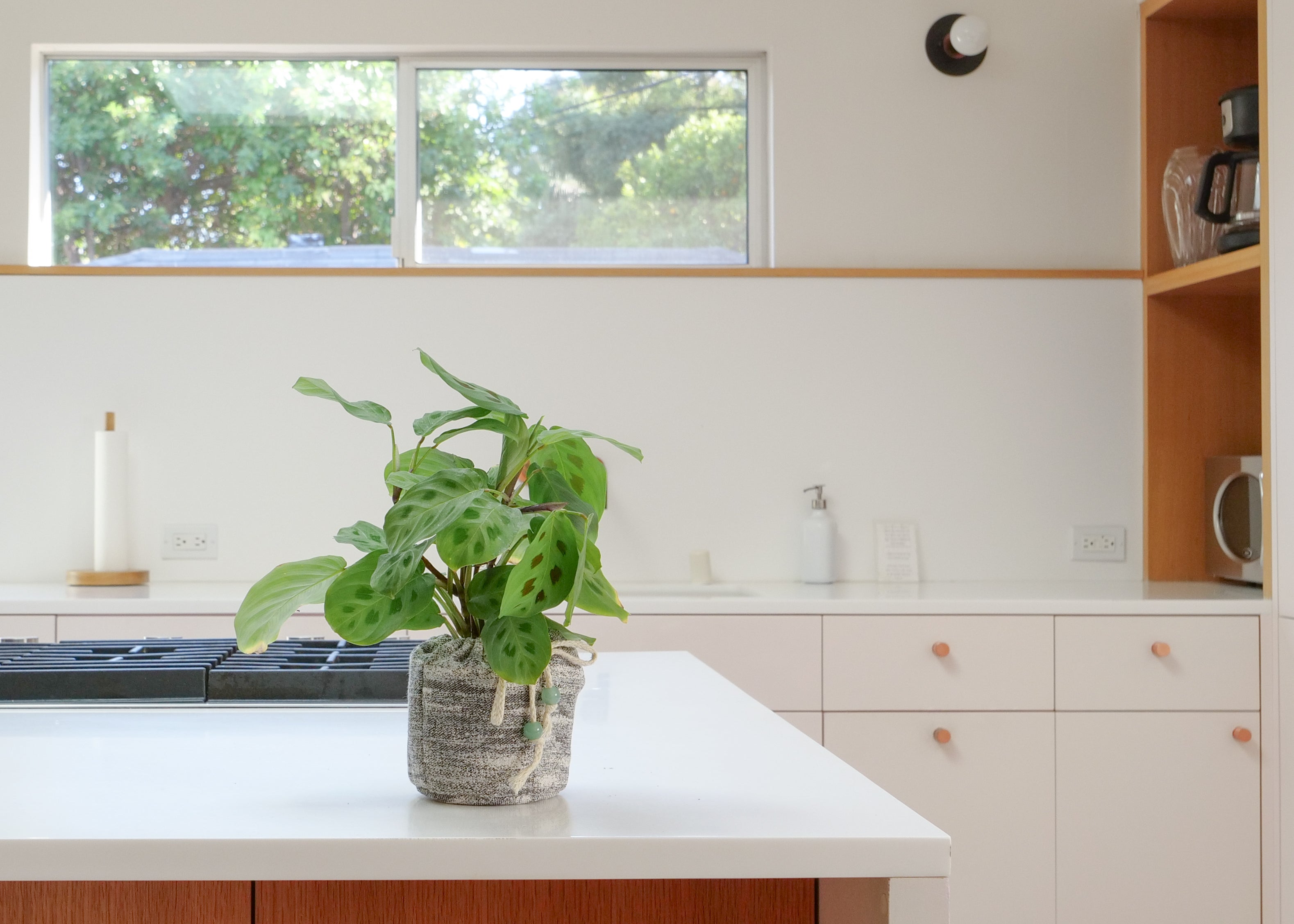 Prayer Plant