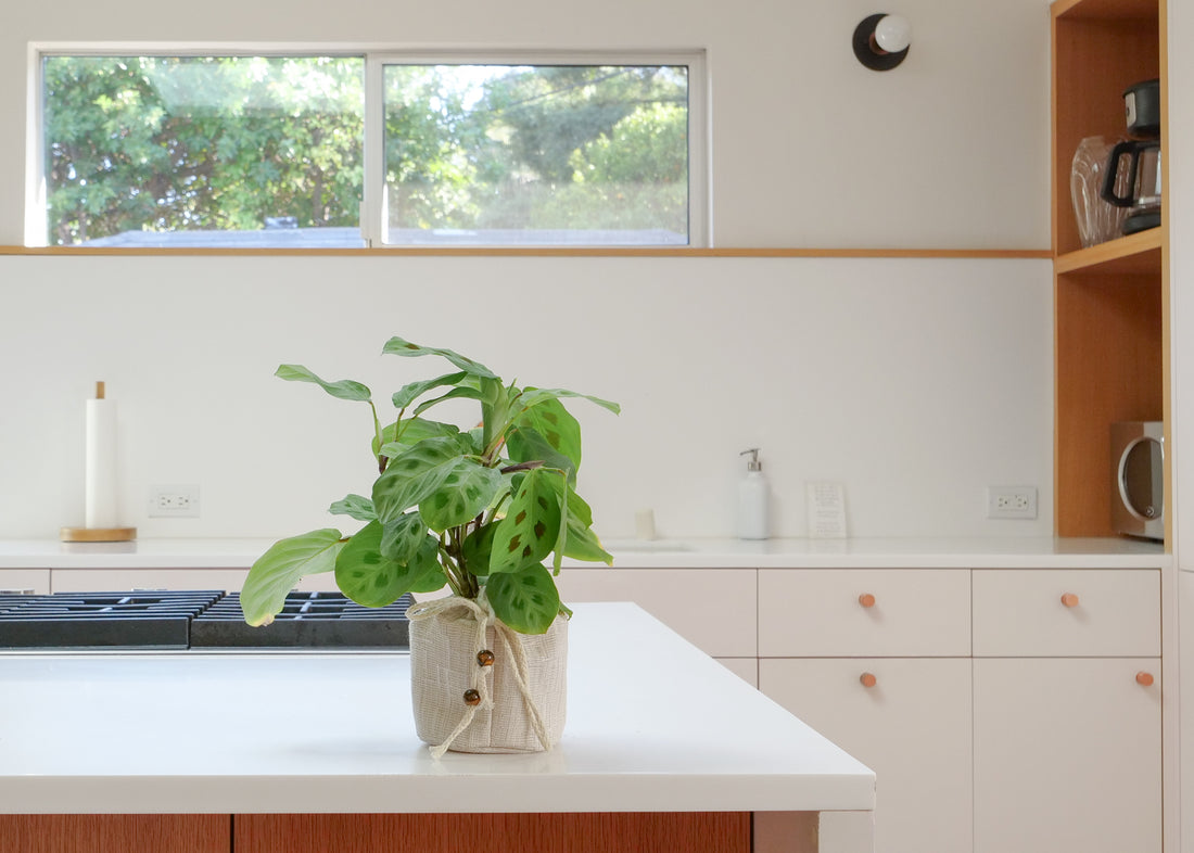 Prayer plant in a handcrafted fabric pot placed on a white kitchen counter with natural light