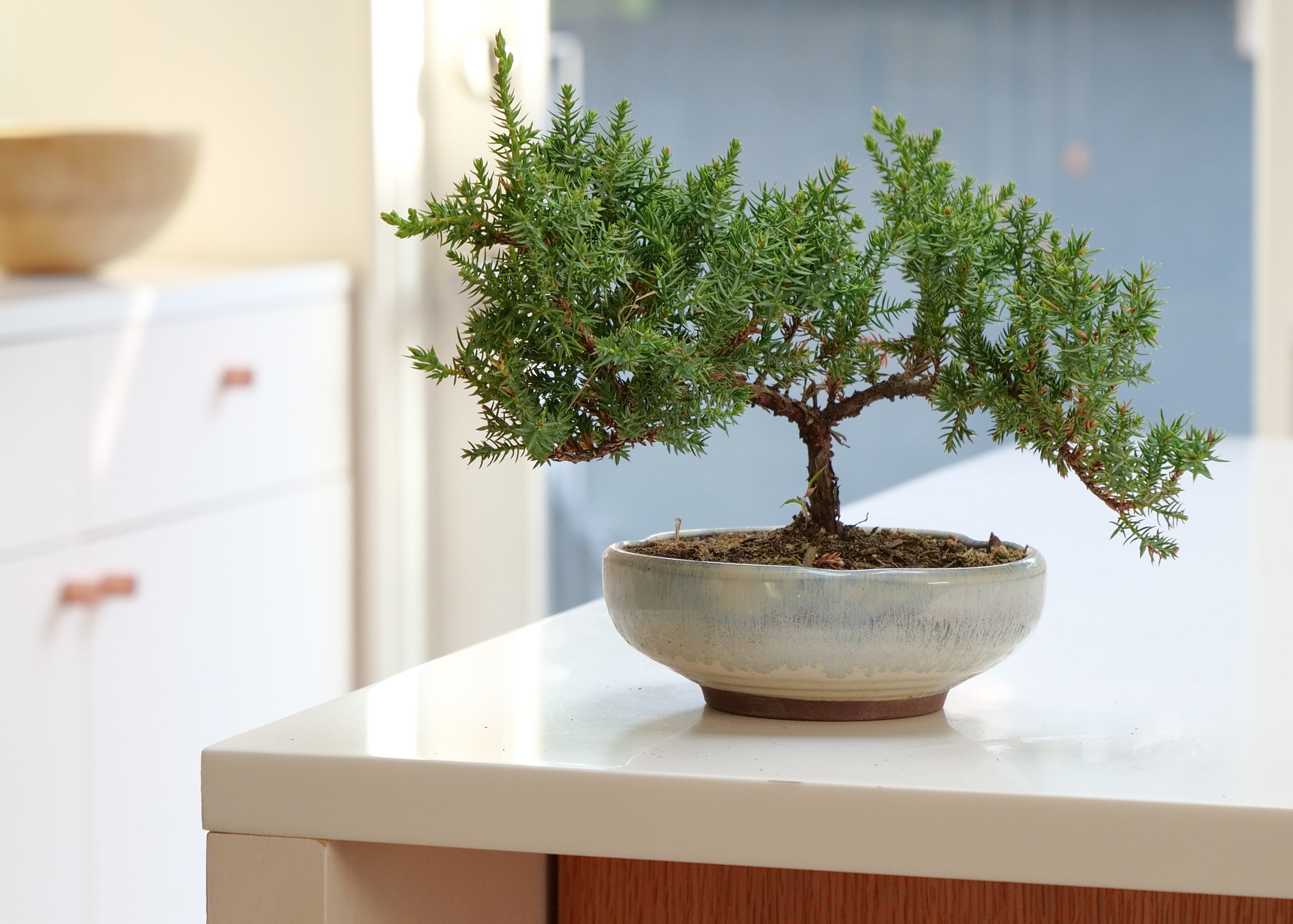 Juniper Bonsai Tree | Feng Shui Neutral Energy Plant for Harmony