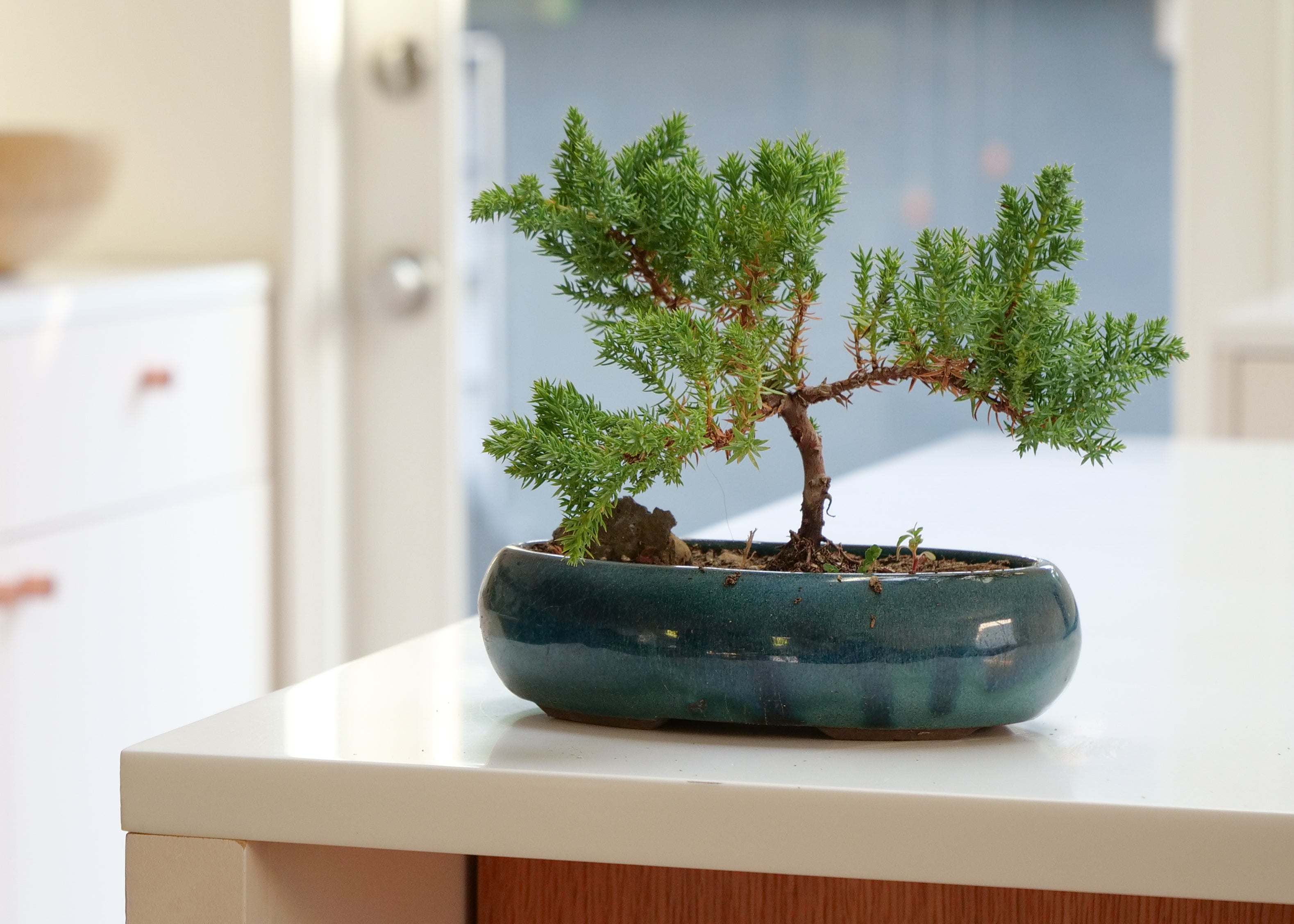 Juniper Bonsai Tree | Feng Shui Neutral Energy Plant for Harmony