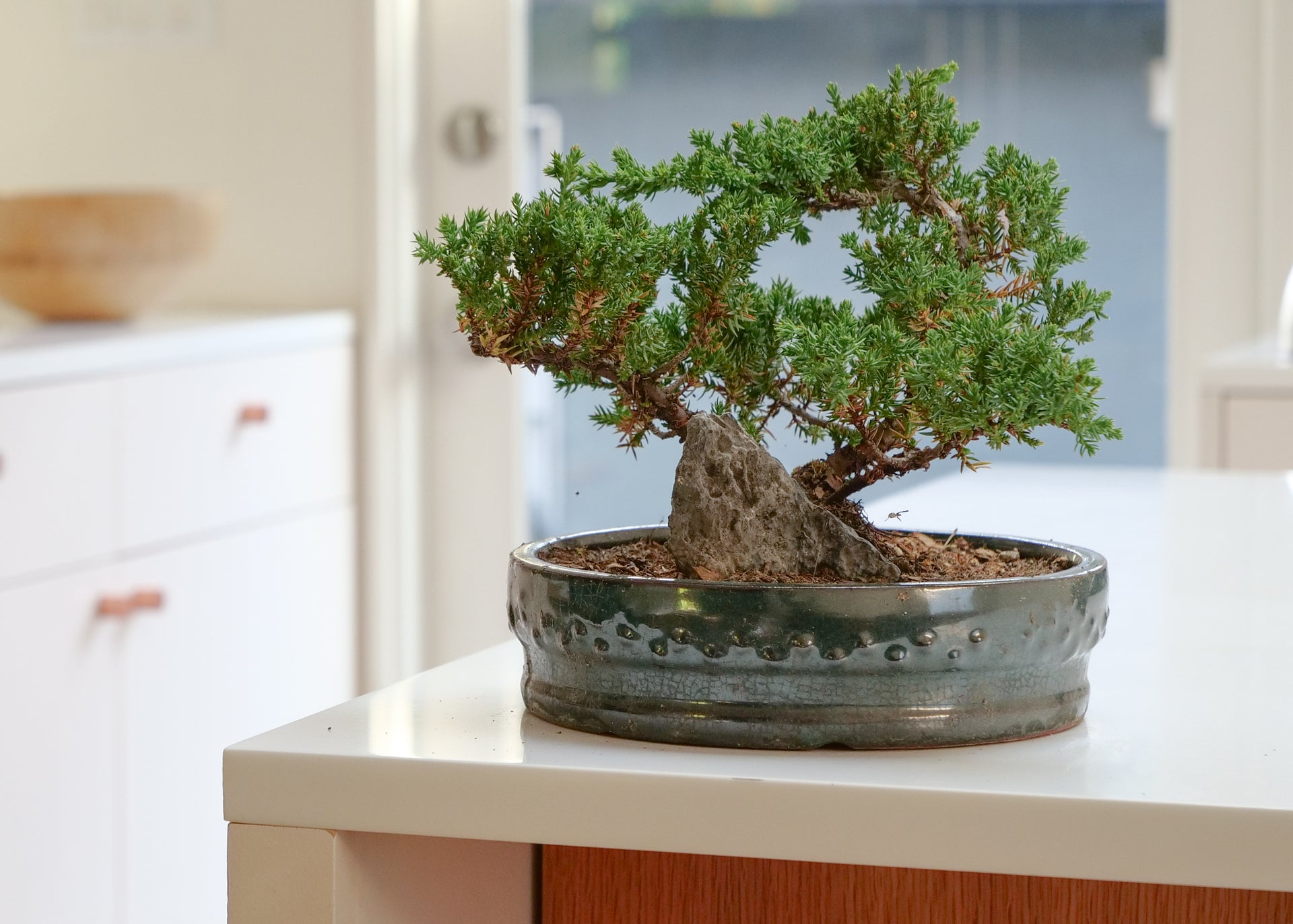 japanese juniper bonsai tree indoors Juniper Bonsai Tree