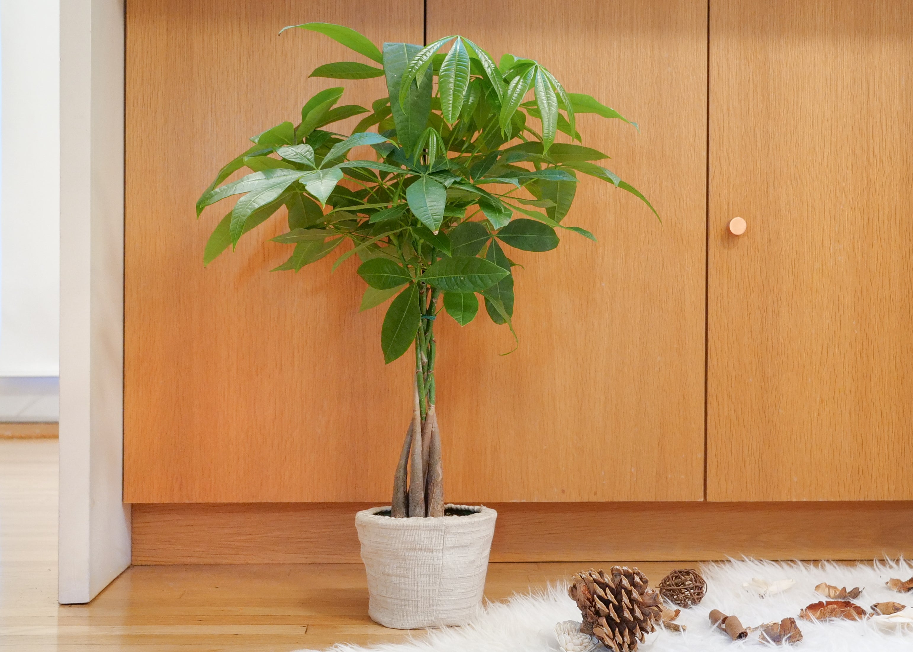 Money Tree