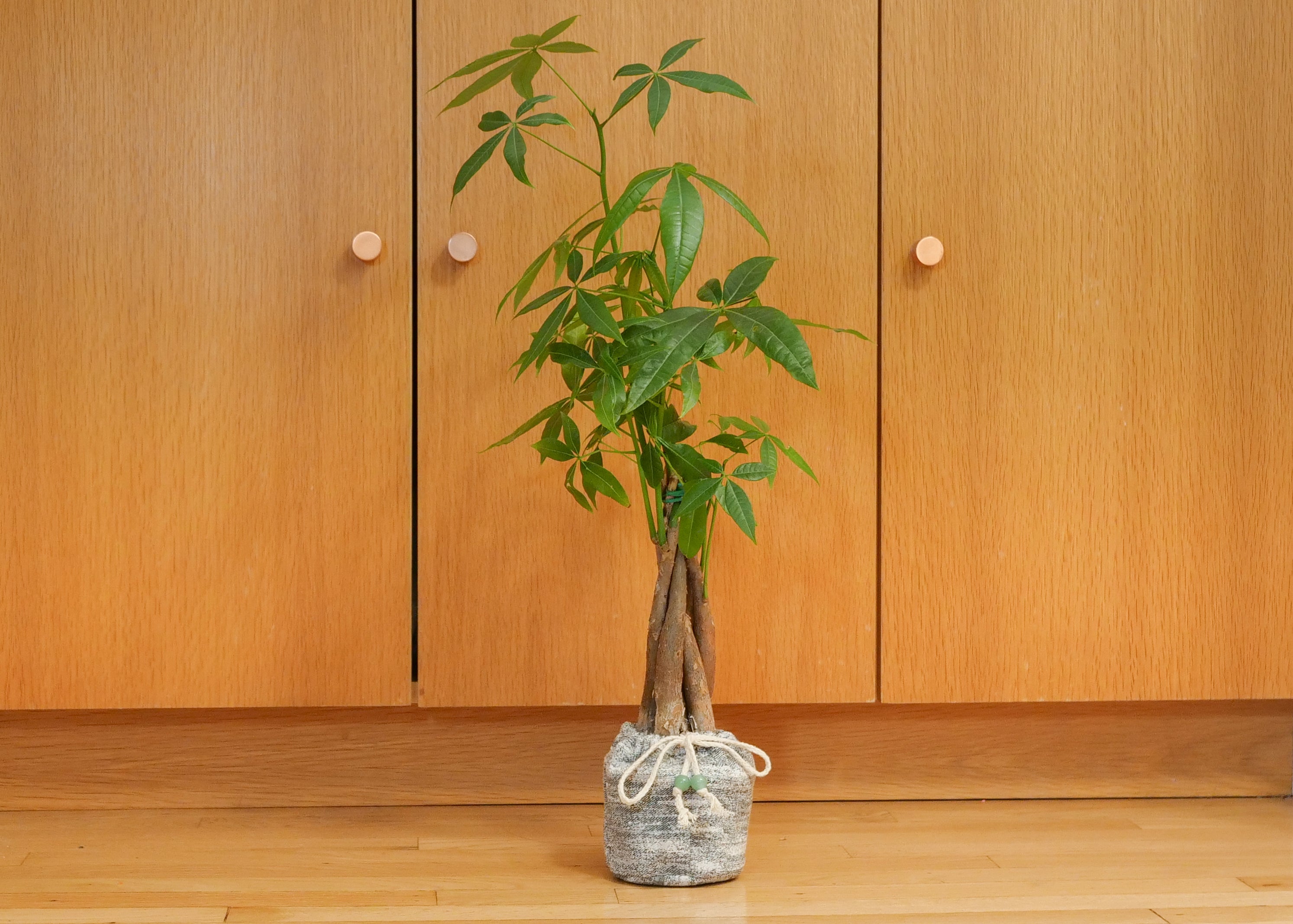 Money Tree