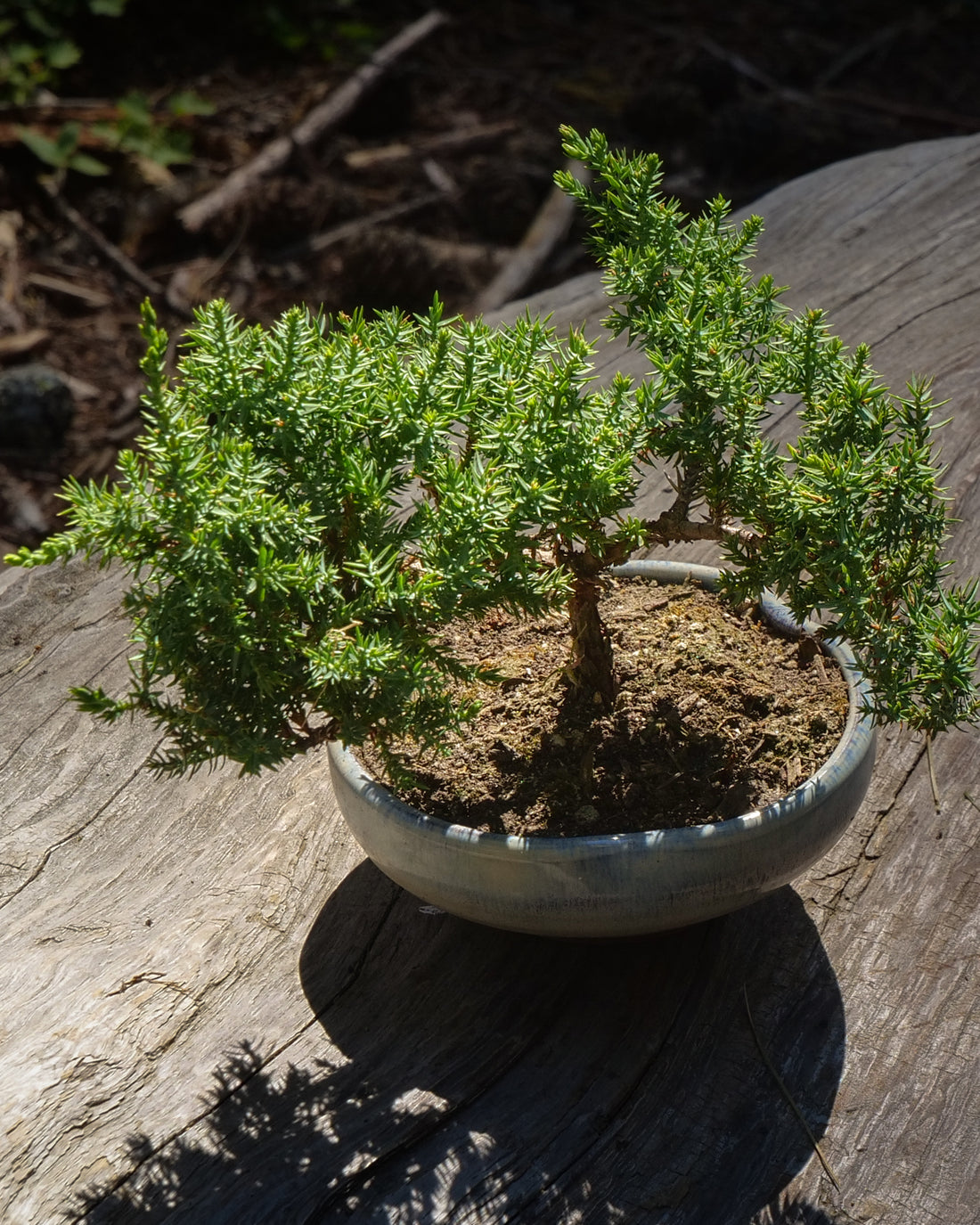 do juniper bonsai trees need sunlight Juniper Bonsai Tree