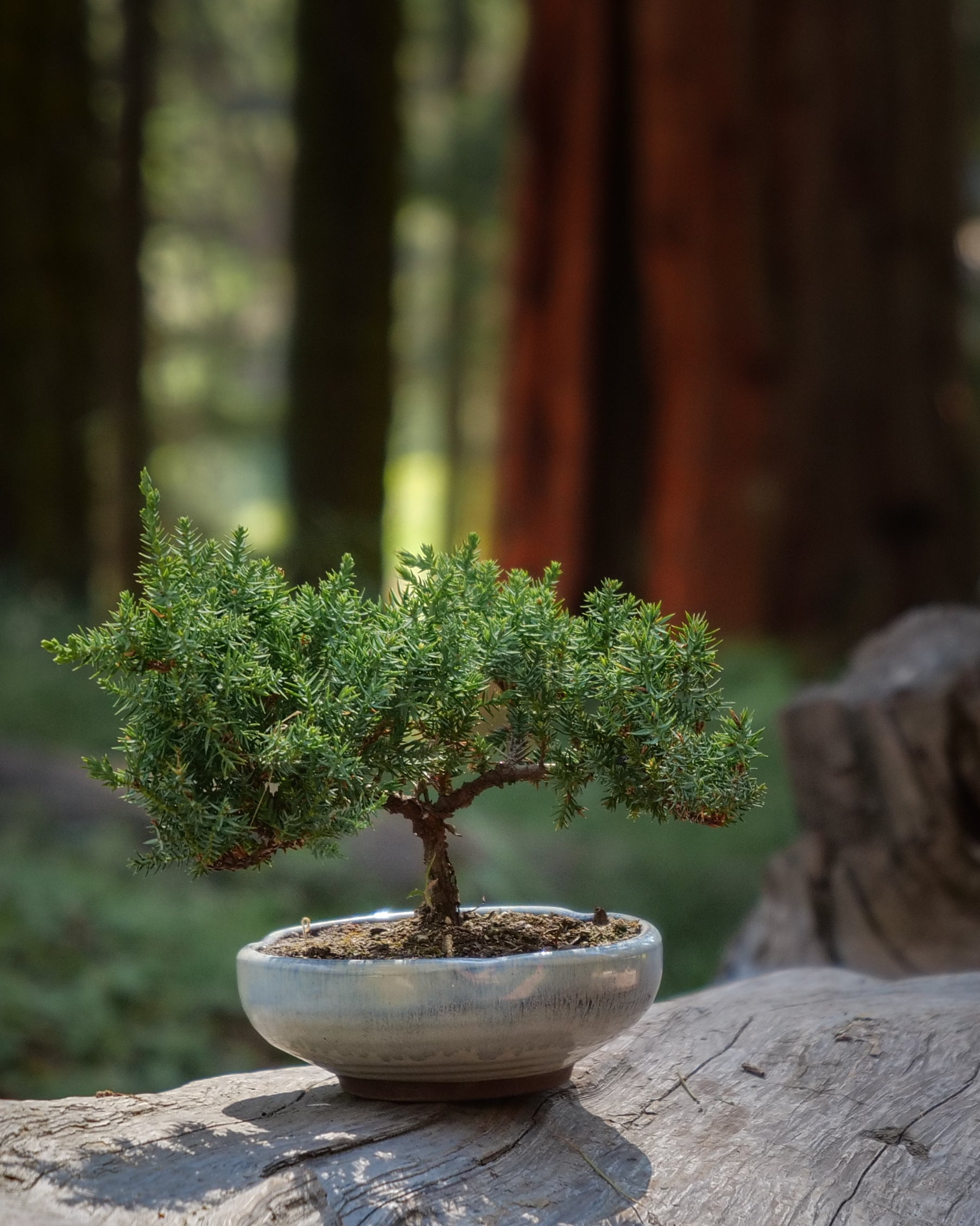 Juniper Bonsai Tree | Feng Shui Neutral Energy Plant for Harmony