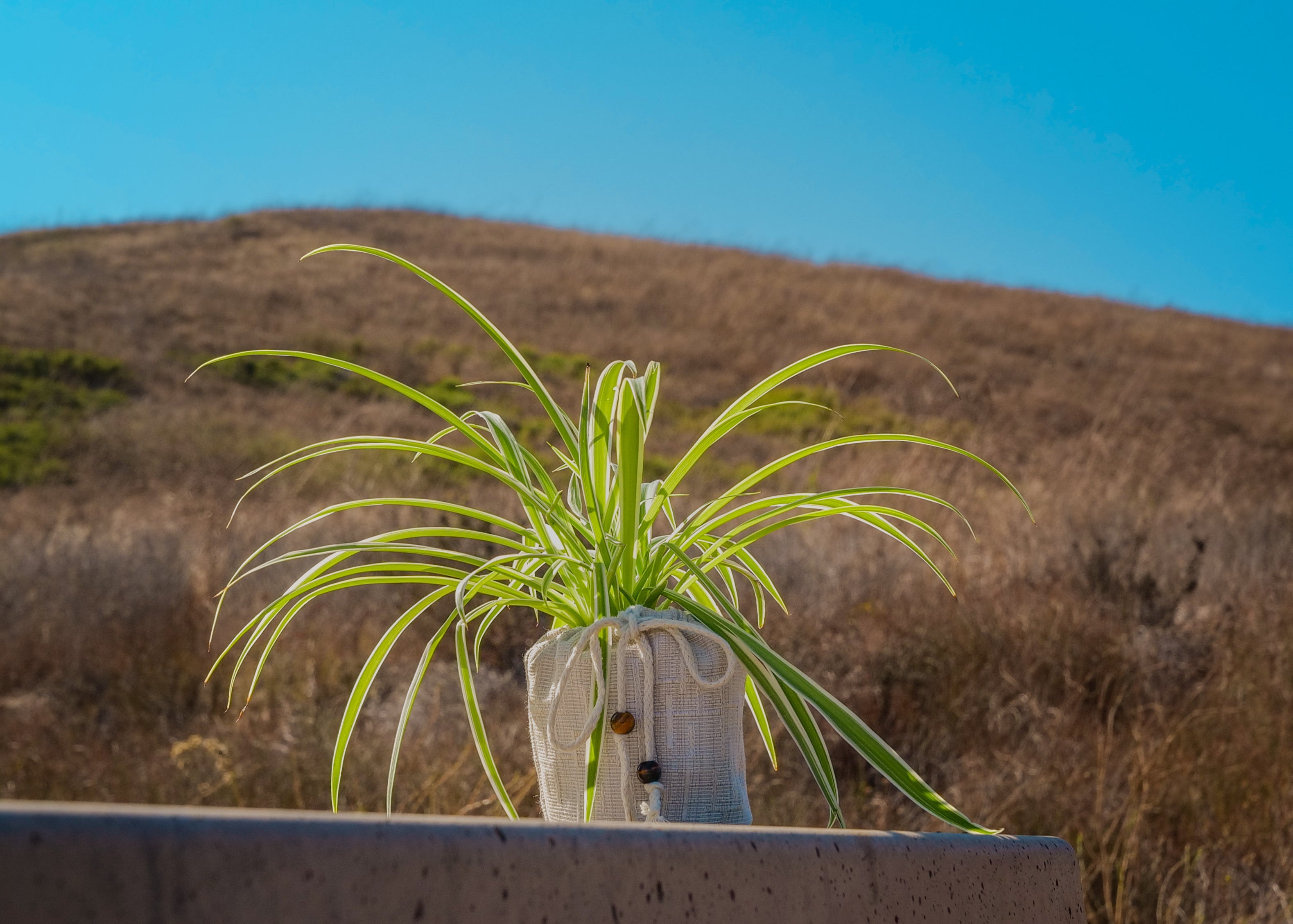 Breeze Energy Plant Quarterly Subscription