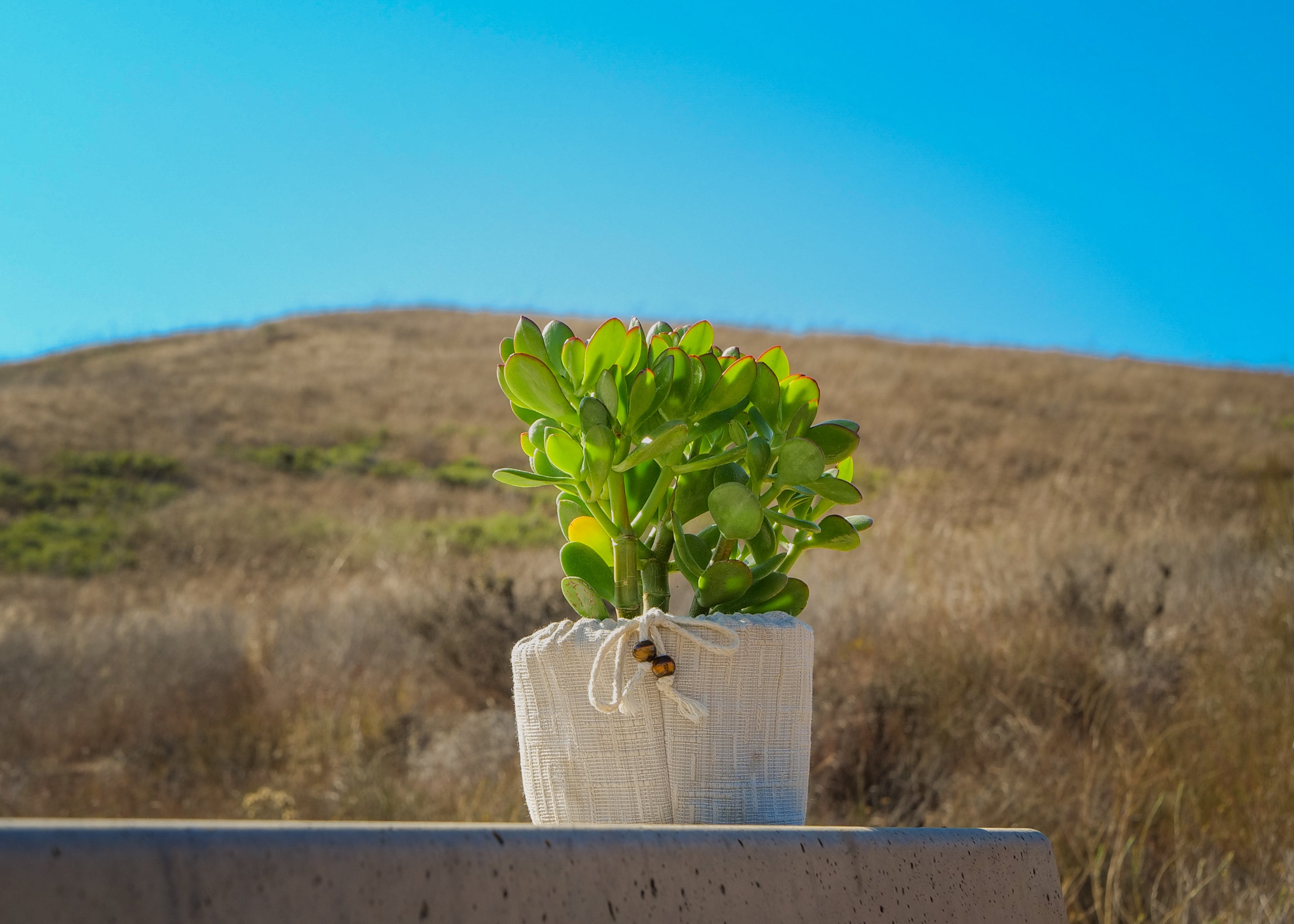 Earth Energy Plant Quarterly Subscription