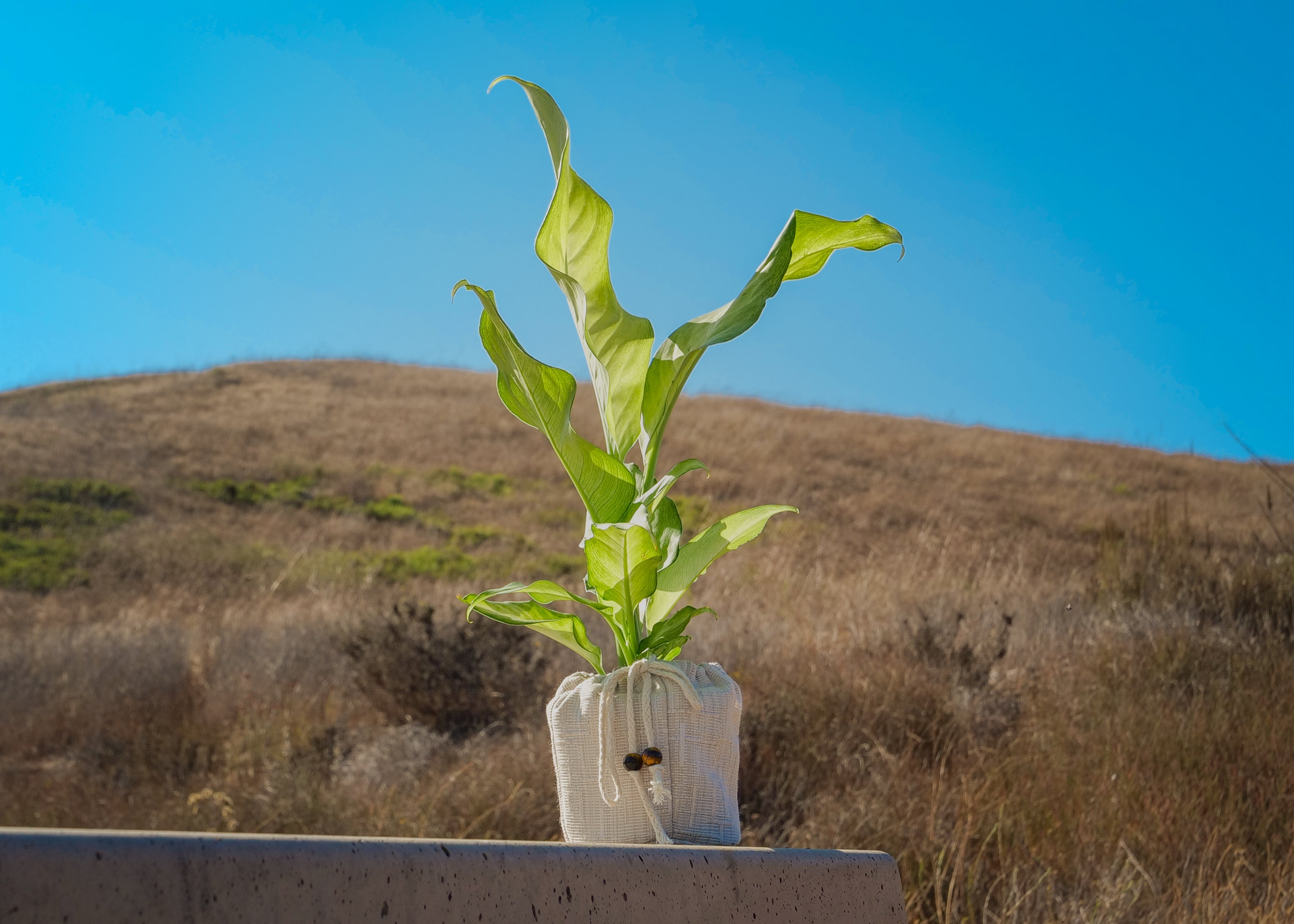 Pulse Energy Plant Quarterly Subscription