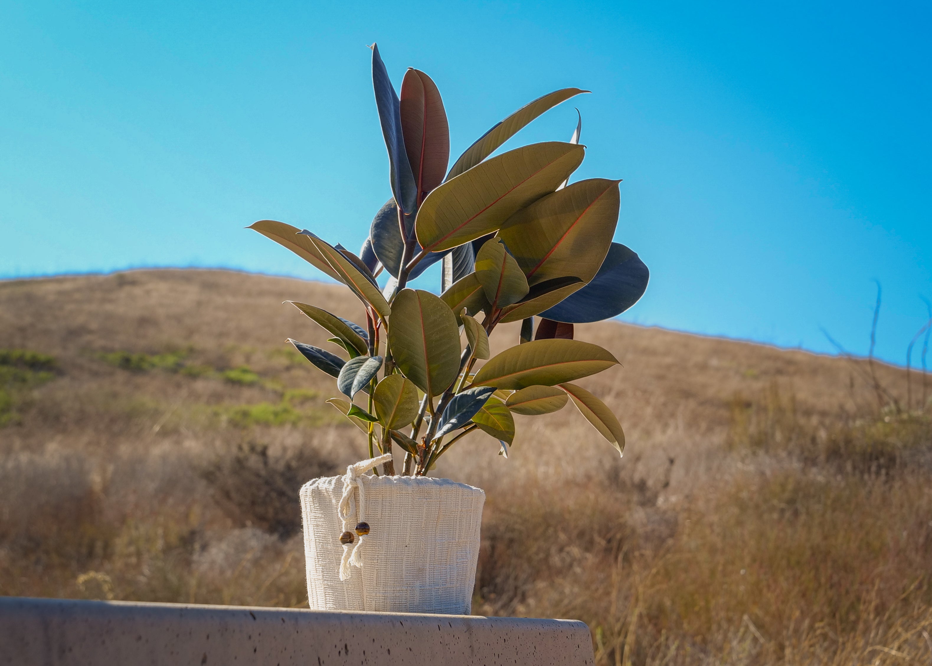 Rubber Tree