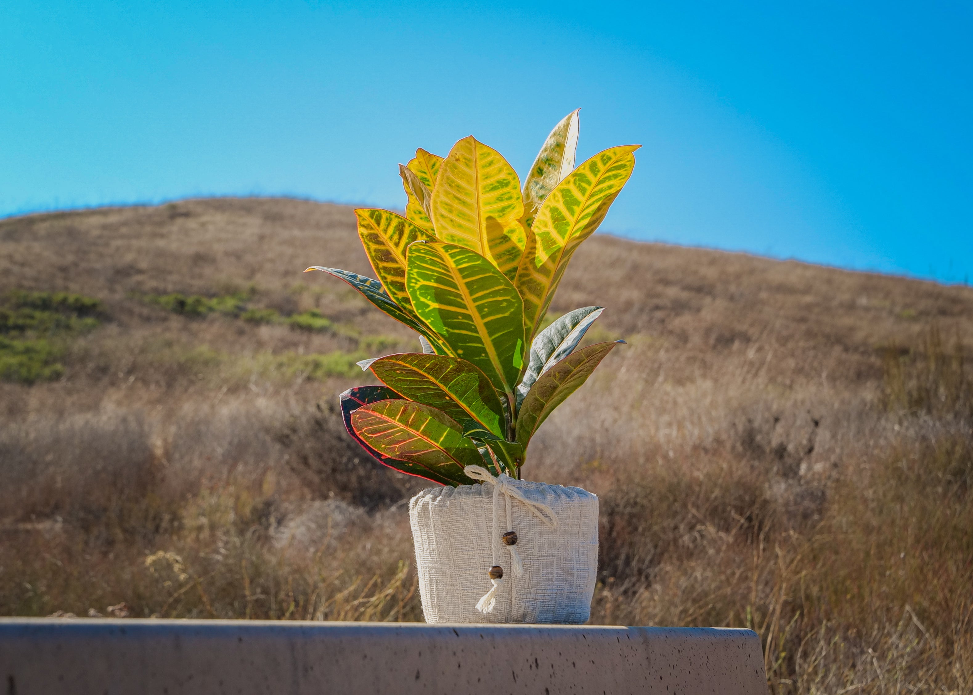 Flare Energy Plant Quarterly Subscription