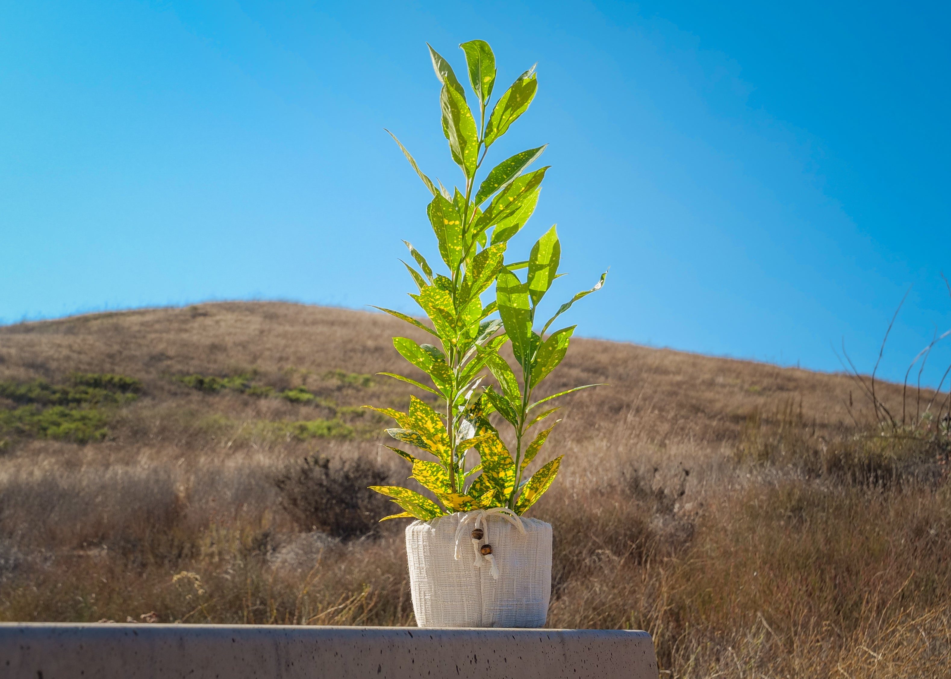 Flare Energy Plant Quarterly Subscription