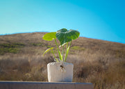 Thai Constellation Monstera