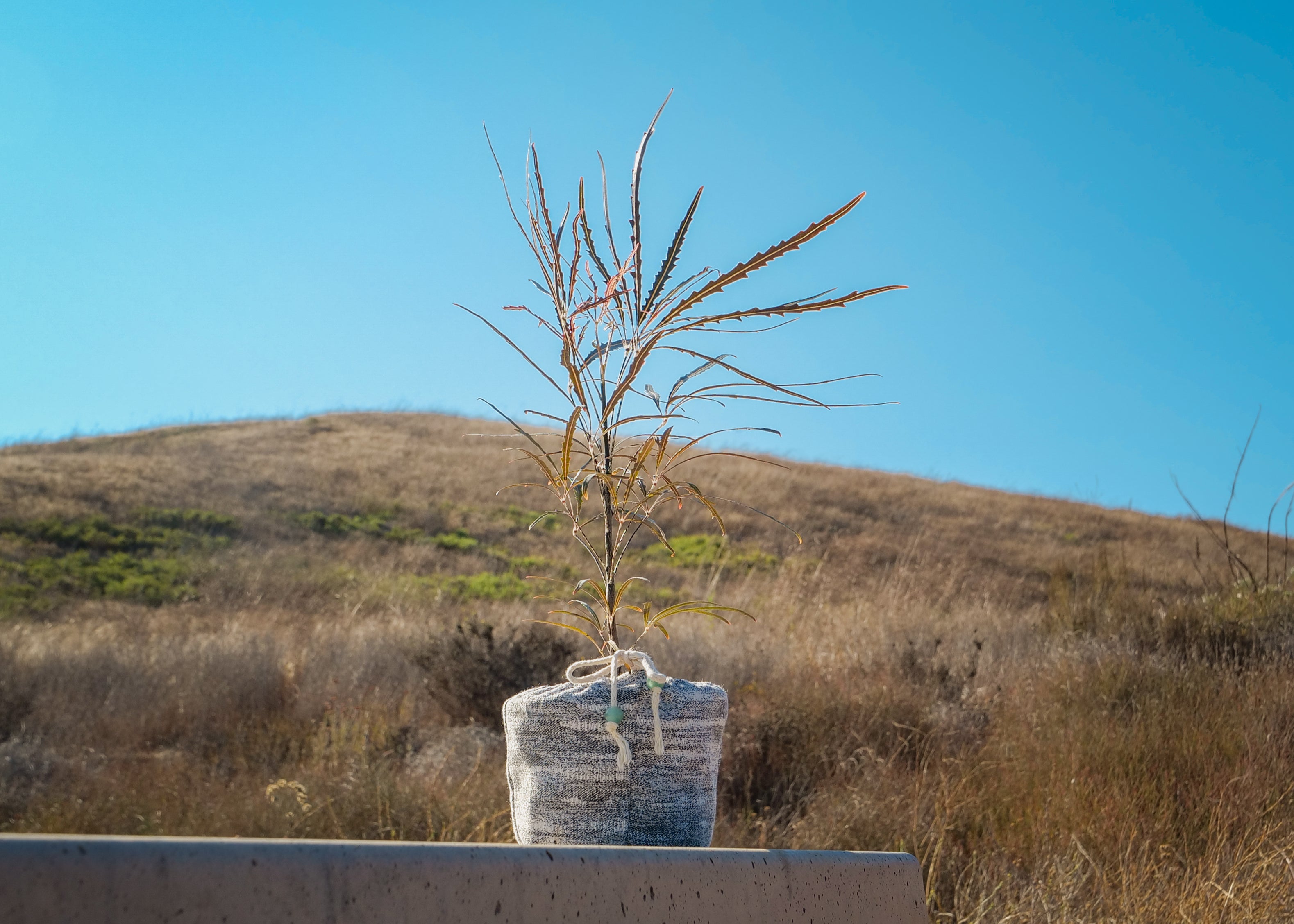 Breeze Energy Plant Quarterly Subscription