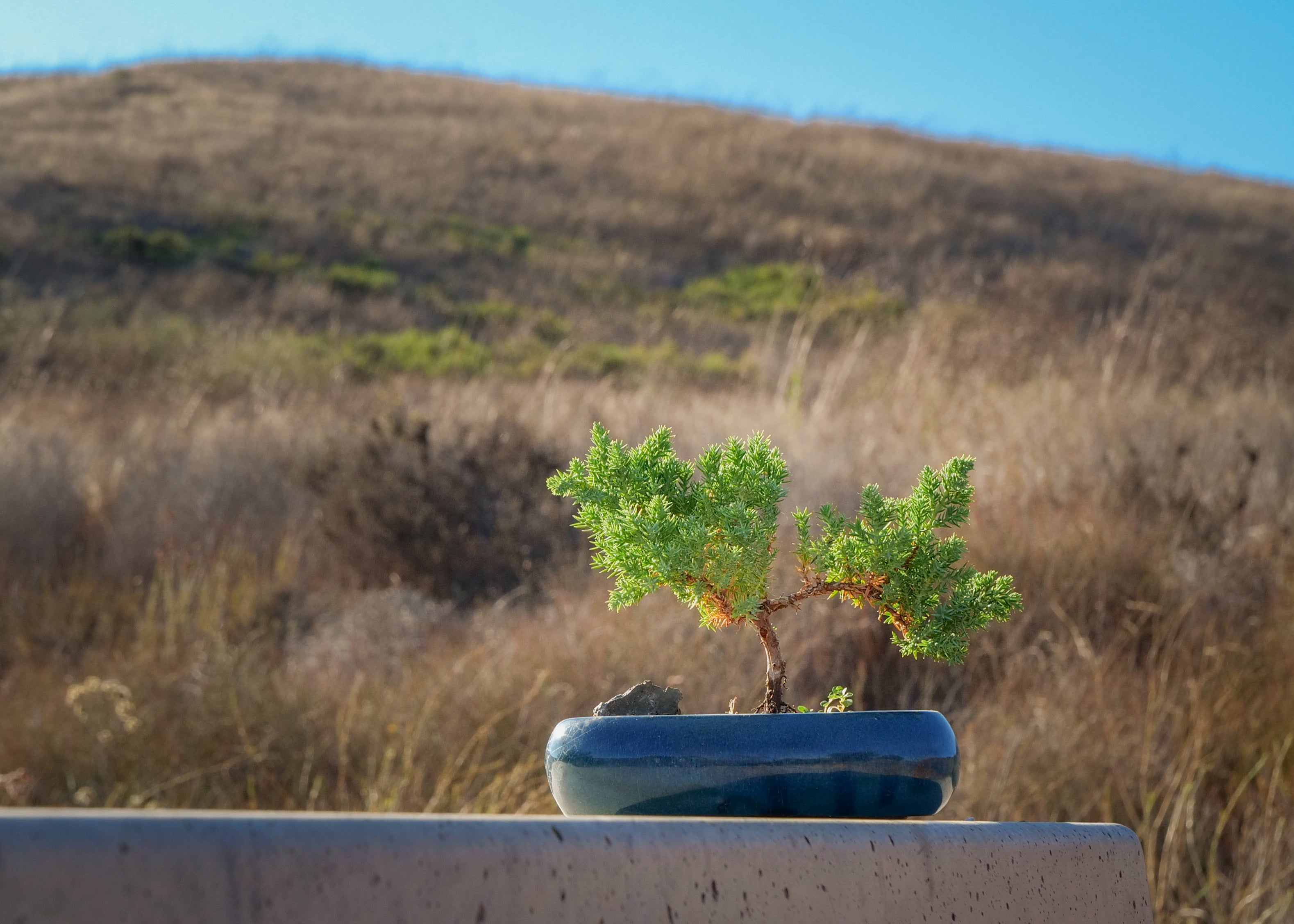 Juniper Bonsai