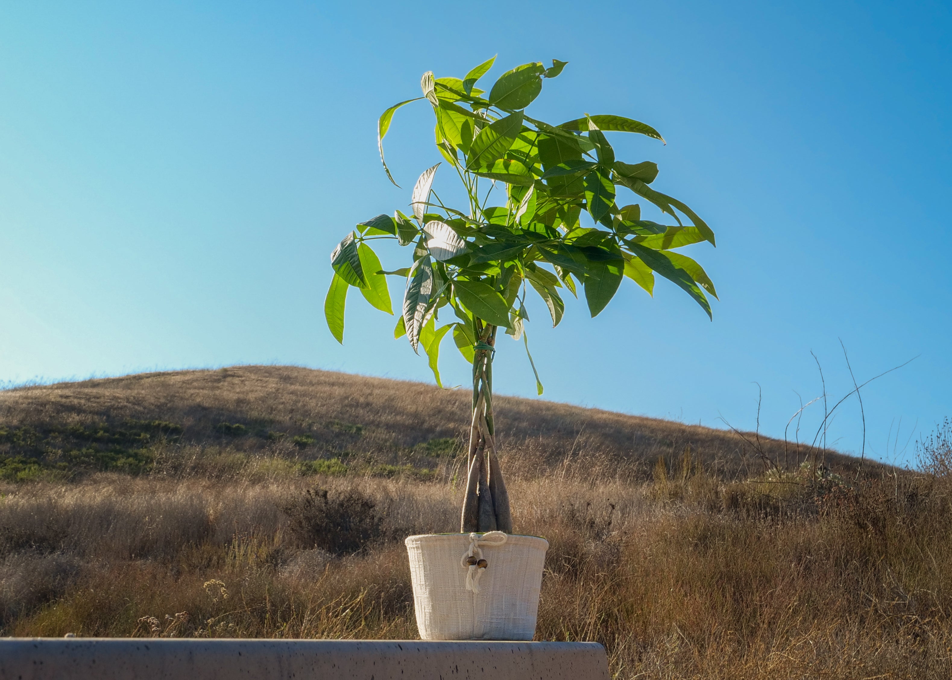 Earth Energy Plant Quarterly Subscription